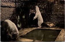 Detroit MI Michigan Polar Bear Belle Isle Park Water Play  1917 Vintage Postcard picture