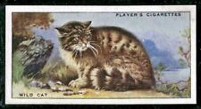 Players Cigarette 1939 Animals of the Countryside Card#18 Wild Cat picture