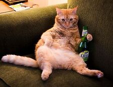 Funny Chilling Beer  Cat Refrigerator / Tool Box Magnet   picture