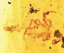 Rare Nearly Complete Scorpion, Fossil inclusion in Burmese Amber picture
