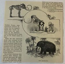 1888 magazine engraving~  THE WOOLY MAMMOTH picture