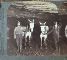 Coal Miners With Horses Three Miles Underground 1900 Pennsylvania PA Stereoview  picture