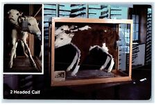 c1950's 2 Headed Calf Dalton Gang Hideout Museum Meade Kansas KS Postcard picture