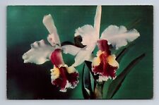 Exotic Orchid Jungle Florida Near Miami FL Postcard picture