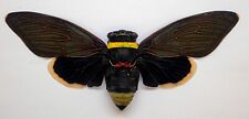 CICADA -Tacua speciosa (Spread)  -Rare Black Cicada, Tapah Hills, Malaysia picture