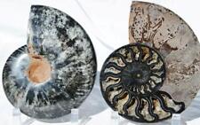 Large Black Ammonite PAIR Deep Crystals 110myo FOSSIL XXL 170mm 6.6