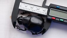 Coleoptera Scarabaeidae Scarabaeinae Heliocopris marshalli 43mm+ Great A1? picture