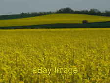 Photo 6x4 Ripening crops on The Trent Valley Way Shelford Shelford/SK664 c2008 picture
