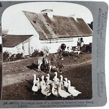 Irish Home County Kerry Stereoview 1920s Ireland Farm Donkey Geese Cows H420 picture