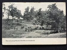 Rare Vintage RPPC Blue Grass Race Horse Farm near Lexington, Kentucky. Postcard. picture