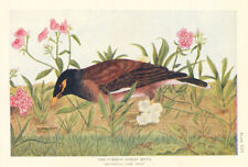 Common Indian Myna (Acridotheres tristis tristis). Indian Birds 1936 old print picture