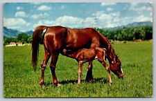 Postcard Dinnertime Pony Nursing From Mother Horse  Arabian Pure Bred  Foal picture