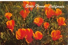 California Poppy State Flower of California Vtg Postcard CP313 picture