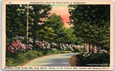 Postcard - Rhododendrons Adorn the Forest Drives of Pennsylvania picture