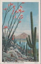 MR ALE ~ Ocotillo and Sahuaro Cactus Arizona Desert UNP c1920s Postcard 7228c1 picture