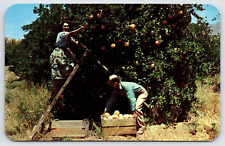 Postcard - Harvesting Grapefruit in Arizona - circa 1960s, Unposted (M6m) picture