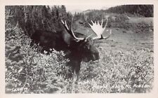 RPPC Alberta Canada Banff Sightseeing Elk Animals Staghorn Photo Postcard D19 picture