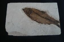 ANTIQUE GENUINE FISH FOSSIL ON STONE PLATE  picture