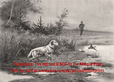 Dog English Setter Hunting Pointing Snipe Hunter, Large 1890s Antique Print 3 picture
