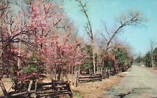 Vintage Postcard Red Cedars Largest Forest State Park Popular Lebanon Tennessee picture