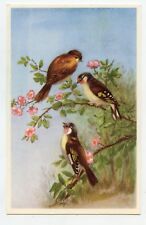 With / S. Goldfinches And Warbler Of Jardins. Birds. Goldfinch. Birds picture
