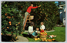 c1960s Florida Backyard Orange Grove Kids Fun Dad Fathers day  Vintage Postcard picture