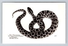 Silver Springs FL, RPPC Pigmy Rattlesnake Reptile Institute Vintage Postcard picture
