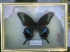 Vintage MCM framed mounted butterfly papilio maackii maackii In Acrylic Frame picture