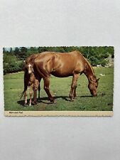 VINTAGE HORSE MARE AND FOAL POSTCARD C24320 NATURE ANIMAL MADE IN USA picture