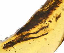 Rare Lizard Foot with claws, Fossil Inclusion in Burmese Amber picture