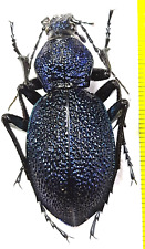 Carabidae, Carabus (Procerus) scabrosus colchicus male 47 mm A1, C. Georgia picture