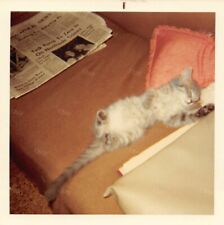 Original Photo 3.5x3.5 Pet Cat Lying Sleeping On Couch H232 #22 picture