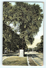 The Washington Elm Cambridge Massachusetts 1911 Antique Postcard E2 picture