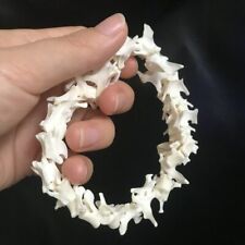 A set of Real mink spine specimens education medical research animal bones  picture