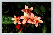 Pink Plumieria Flower In Hawaii  Vintage Souvenir Postcard picture