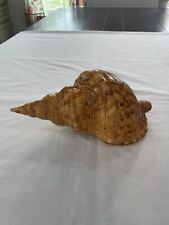 Triton's Trumpet Giant Pacific Sea Shell Large - 10” picture