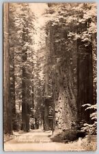 Postcard Marvels of Redwood Highway CA RPPC P188 picture