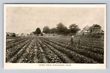 Kalamazoo MI-Michigan, Celery Field, Antique Vintage Souvenir Postcard picture