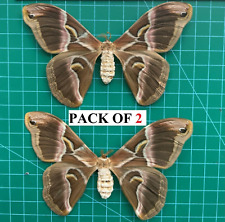 2 Real Silk Moth Spread Taxidermy Insect Specimen Art Entomology Collection picture