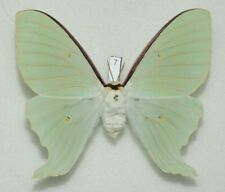 Saturniidae - Actias dulcinea - Sweetheart Moon Moth - #7 - female picture