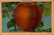 Postcard: N728:-A FINE RED APPLE 45766 picture