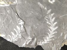 303 Million Year Old Fossil FERN LEAVES From Pennsylvania 379gr picture