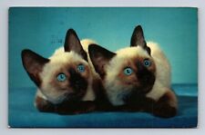 Two Cute Siamese Kittens Postcard picture