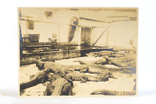 Alligator Farm Photo Man Viewing Alligators 1910's Era 3x4 Album Photo picture