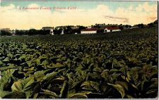 A Lancaster PA County Tobacco Field c1917 Vintage Postcard Q15 picture