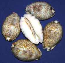 Cypraea Mauritia Histrio~Cowrie Seashell 2