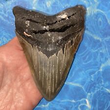 MEGALODON SHARK TOOTH 5.04” HUGE  TEETH MEG SCUBA DIVER DIRECT FOSSIL NC 8106 picture