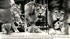 LG23 1962 Wire Photo FIRST OUTING FOR TWIN LION CUBS FRANCES & LINDA LONDON ZOO picture