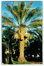 c1960s Picturesque Date Palms Scene Indio California CA Unposted Trees Postcard picture