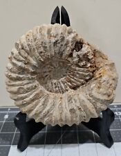 Ammonite Fossil Large Natural Unpolished 5 1/2